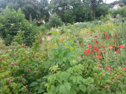 guetlings bienengarten kga wildkraut c hoelzer