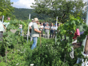 weinbergsexkursion heimbach emmendingen c hemmer