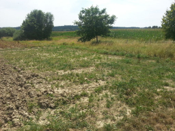 wildblumeneinsaat gehoelzsaum vierkirchen c hemmer